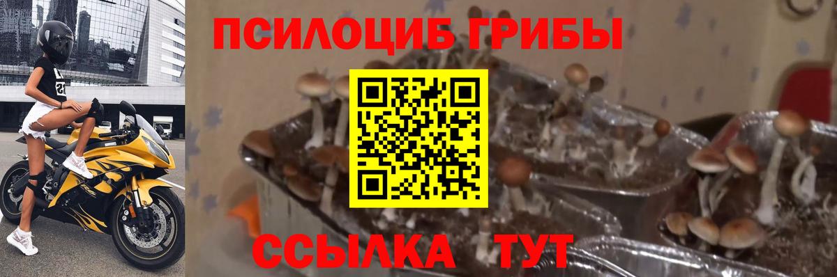 Галлюциногенные грибы Psilocybine cubensis  Вход с VPN  где купить   Галлюциногенные грибы Cubensis  Гусев 